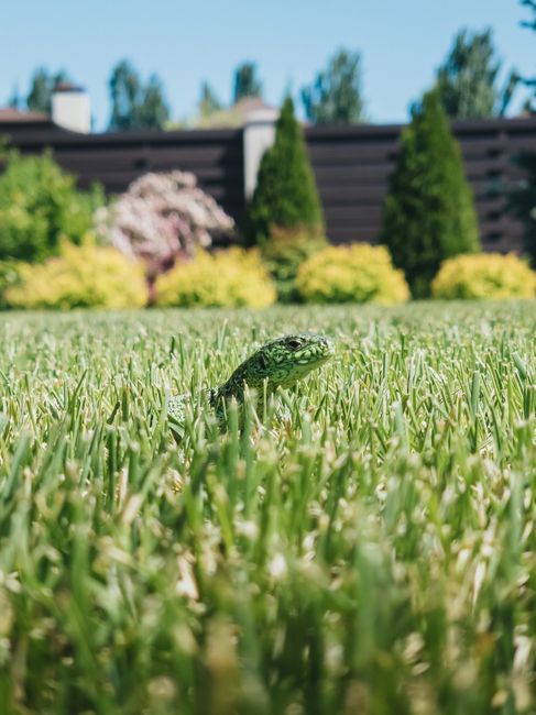 A close-up view of a lush, green lawn with freshly cut grass blades in the foreground, showing a small garden lizard partially submerged among the grass. In the background, there are well-maintained g