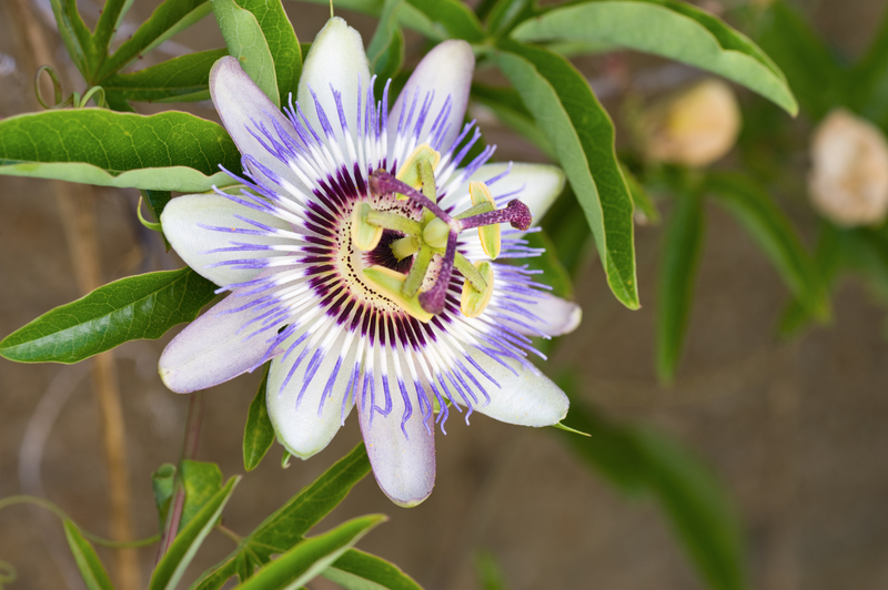 Define Your Garden Boundaries with Tall-Potted Plants That Offer Privacy